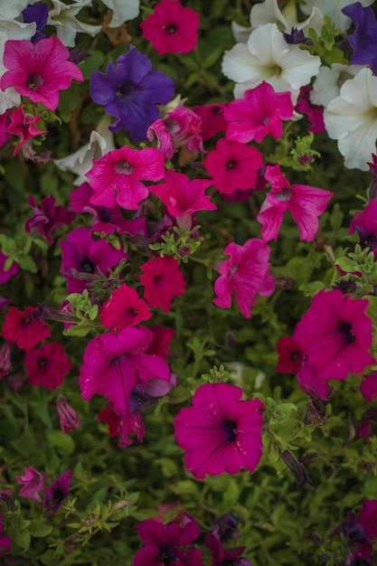 Foto kleurrijke gemengde petunia bloemen in levendige roze en paarse kleuren in decoratieve bloempot close-up