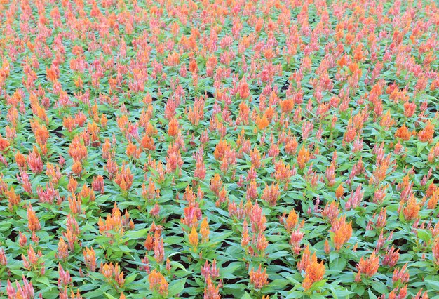 Foto kleurrijke gepluimde hanekambloem of bloesem van celosia argentea