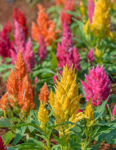 Kleurrijke gepluimde hanekambloem