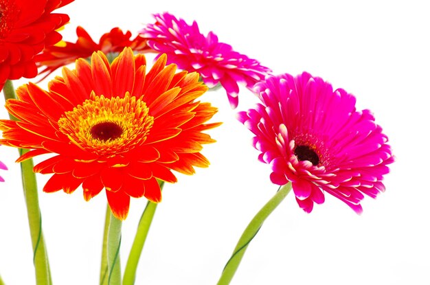 Kleurrijke gerbera's