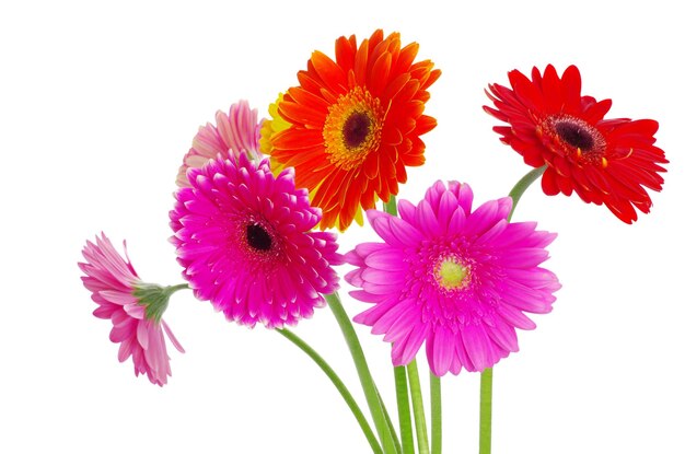 Foto kleurrijke gerbera's