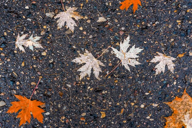 Kleurrijke gevallen herfstbladeren lagen op de achtergrond van de asfaltweg, bovenaanzicht