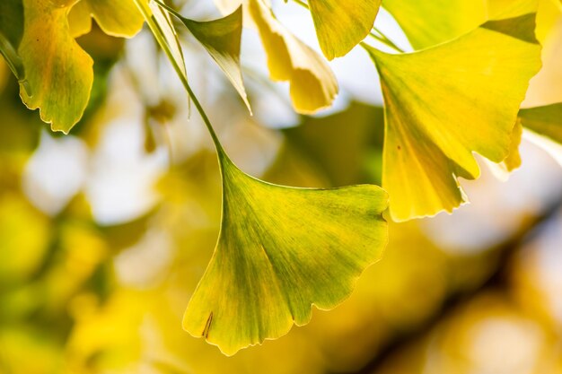 Foto kleurrijke gingko-bladeren in de herfst en herfst schijnen helder in de achtergrondverlichting en laten hun bladaderen zien