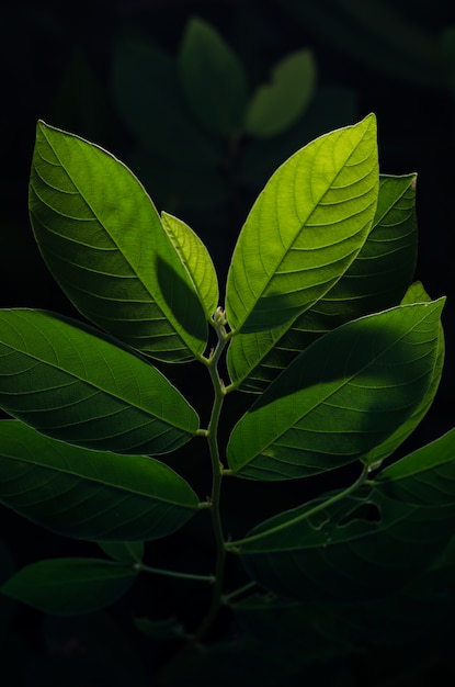 Kleurrijke groene bladeren plant