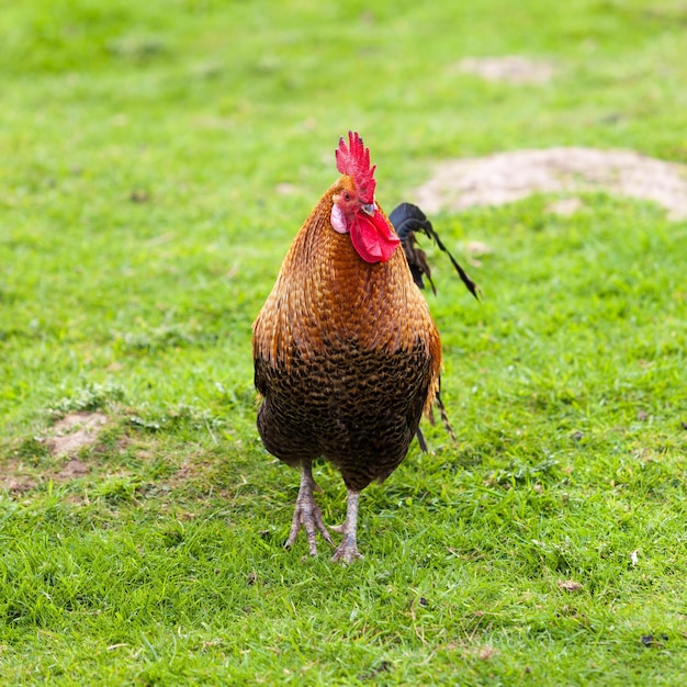 Kleurrijke haan Mooie haan