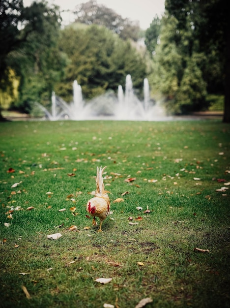 Kleurrijke haan vrij in een park op een warme dag.