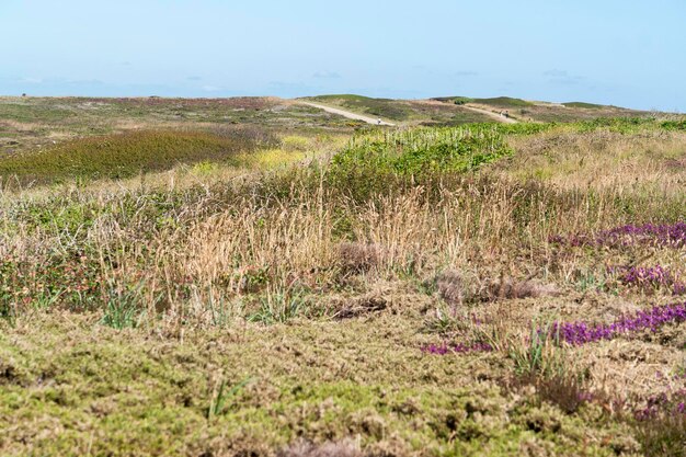 kleurrijke heide vegetatie