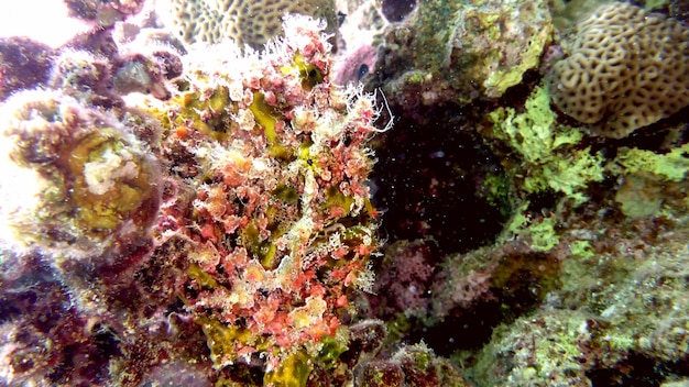 Kleurrijke hengelaarsvissen in de rode zee. Eilat, Israël