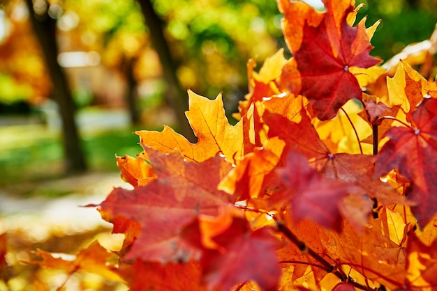 Kleurrijke herfst bladeren achtergrond