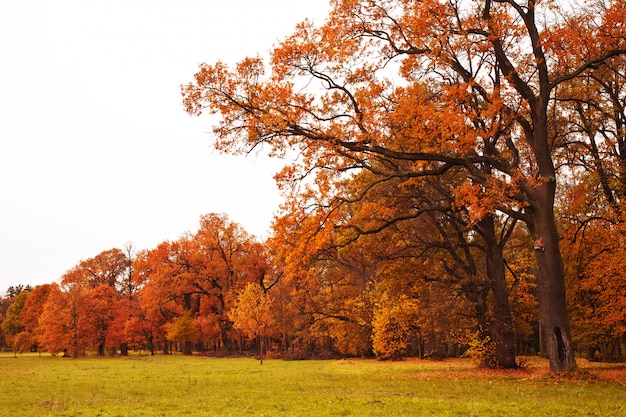 Kleurrijke herfst bomen in het park