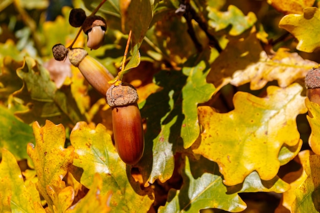 Kleurrijke herfst eikenbladeren en eikels op de tak van eikenboom in het bos