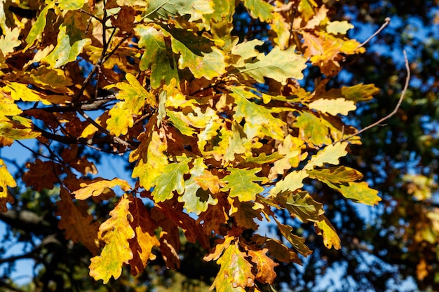 Kleurrijke herfst eikenbladeren op de tak van de eik in het bos