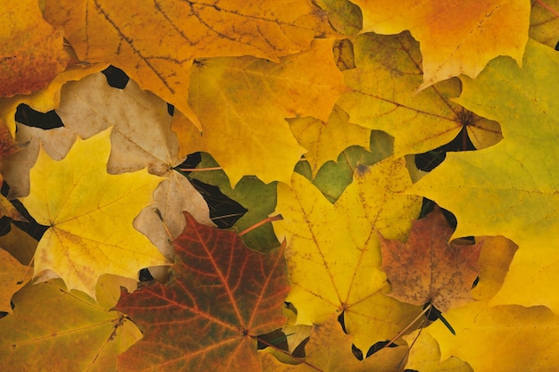 Kleurrijke herfst esdoorn bladeren achtergrond