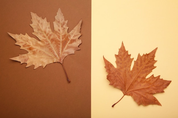 Kleurrijke herfst esdoorn bladeren op beige