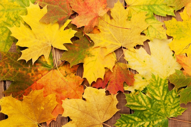 Kleurrijke herfst esdoorn bladeren