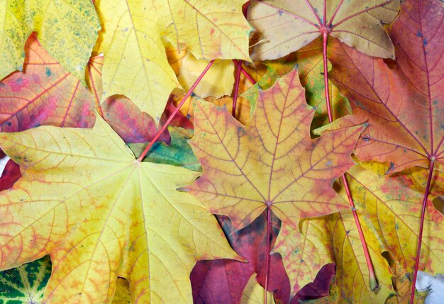 Kleurrijke herfst esdoornblad achtergrond