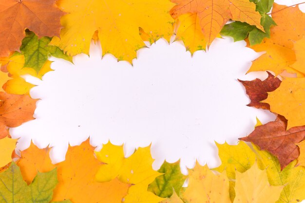 kleurrijke herfst esdoornblad geïsoleerd op een witte achtergrond