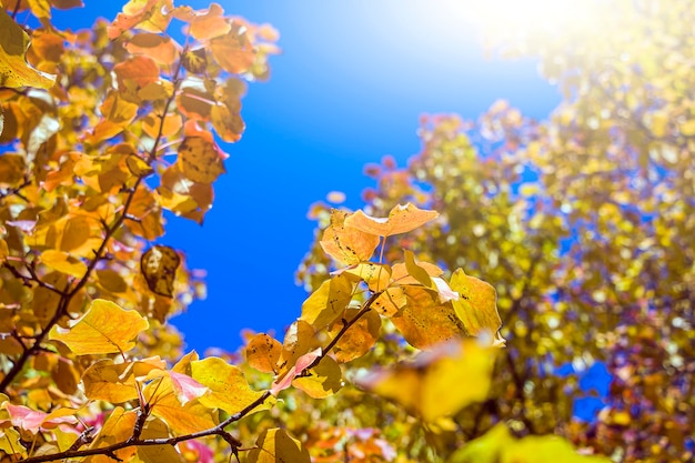 Kleurrijke herfst landschap achtergrond met oranje en gele bladeren tegen blauwe hemel