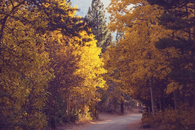 Kleurrijke herfst scène op weg van het platteland in het bos