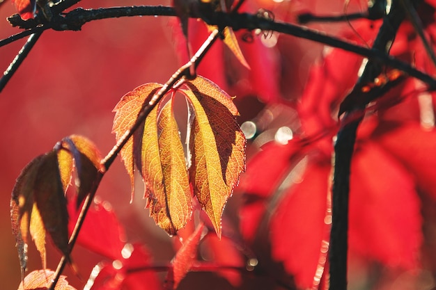 Kleurrijke herfst Virginia klimplant wilde druif achtergrond met waterdruppels in de sunruse close-up Mooie achtergrond kleine scherptediepte