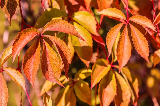 Kleurrijke herfstachtergrond Rode en gele bladeren van meisjesachtige druif