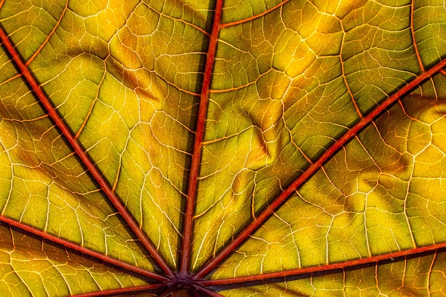 Kleurrijke herfstbladclose-uptextureachtergrond