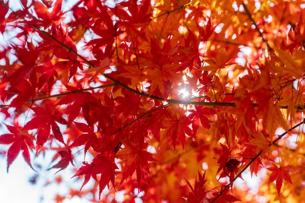 Kleurrijke herfstbladeren aard achtergrond