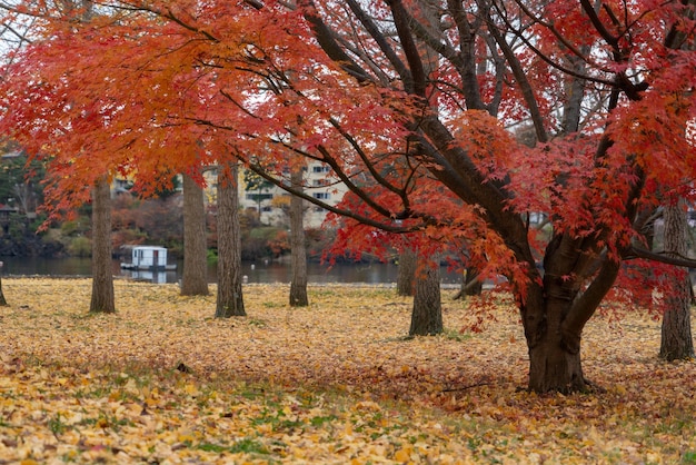 Kleurrijke herfstbladeren aard achtergrond