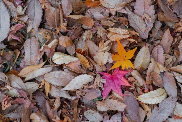 Kleurrijke herfstbladeren aard achtergrond