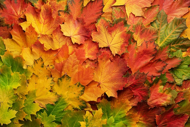 Kleurrijke herfstbladeren achtergrond met kopie ruimte. Gezellige herfststemming. Seizoen en weer concept