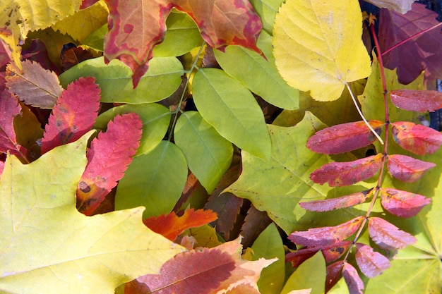 Kleurrijke herfstbladeren close-up