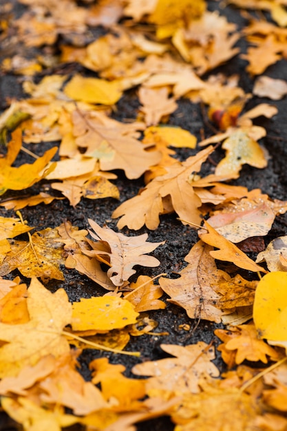 Kleurrijke herfstbladeren gevallen