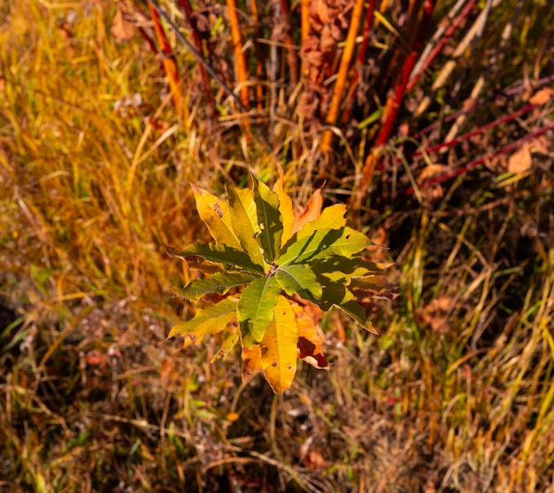 kleurrijke herfstbladeren in het bos