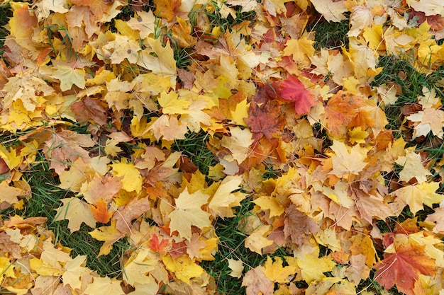 Kleurrijke herfstbladeren in het park op de grond