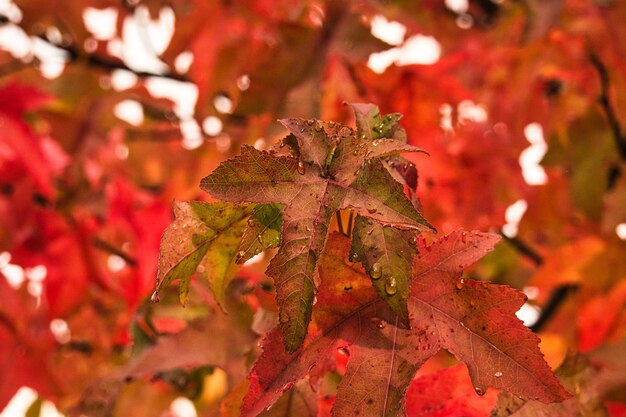 Kleurrijke herfstbladeren met dauwdruppels