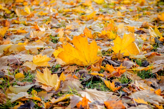 Kleurrijke herfstbladeren op de grond.