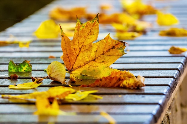 Kleurrijke herfstbladeren op een bankje in een stadspark