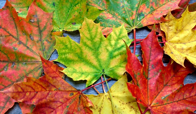 Kleurrijke herfstbladeren op een houten achtergrond.