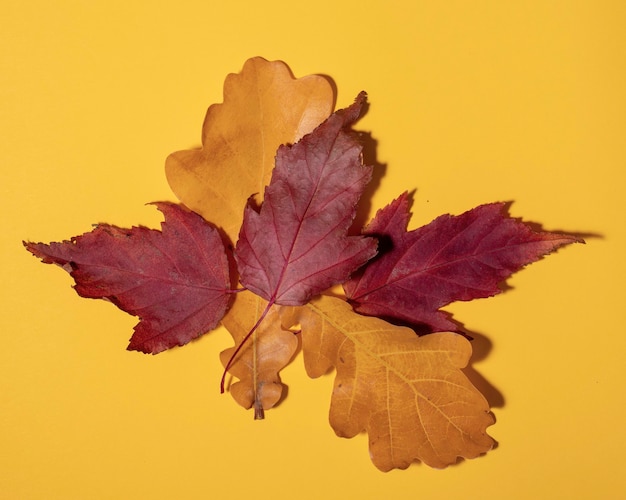 Kleurrijke herfstbladeren op gele achtergrond, plat lag, kopieer ruimte, bovenaanzicht. Kan worden gebruikt als een natuurlijke achtergrond, ansichtkaarten