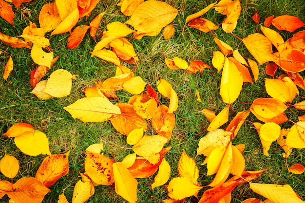 Kleurrijke herfstbladeren op gras