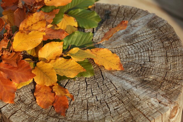 Kleurrijke herfstbladeren op houten stomp Ruimte voor tekst