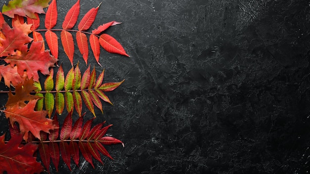 Kleurrijke herfstbladeren plat gelegd. Op een zwarte stenen achtergrond. Bovenaanzicht. Vrije ruimte voor uw tekst.