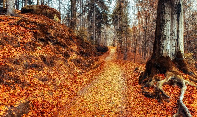 Kleurrijke herfstbladeren van bomen in het loofbos