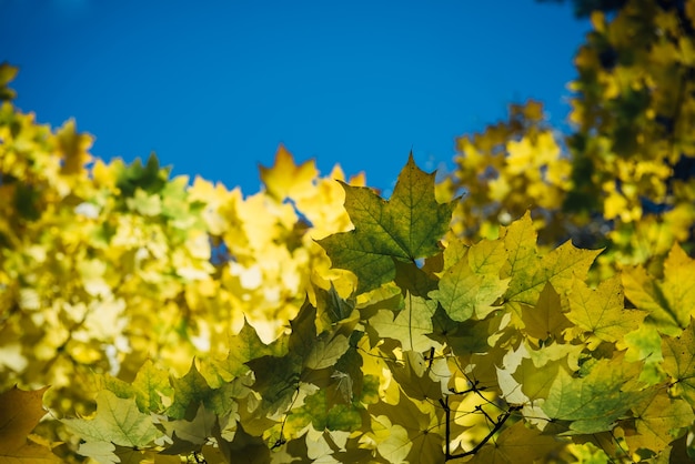 Kleurrijke herfstbladeren