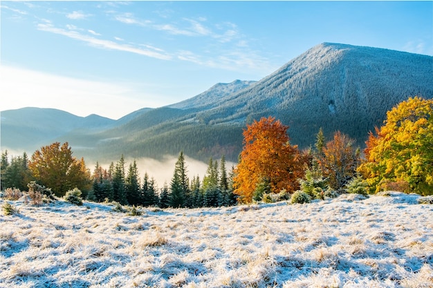 Kleurrijke herfstbomen in bergen met eerste sneeuw in het zonnige karpatische landschap