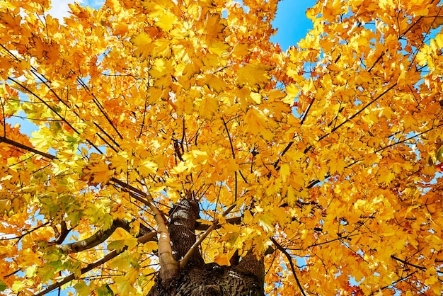 Kleurrijke herfstboom tegen blauwe lucht