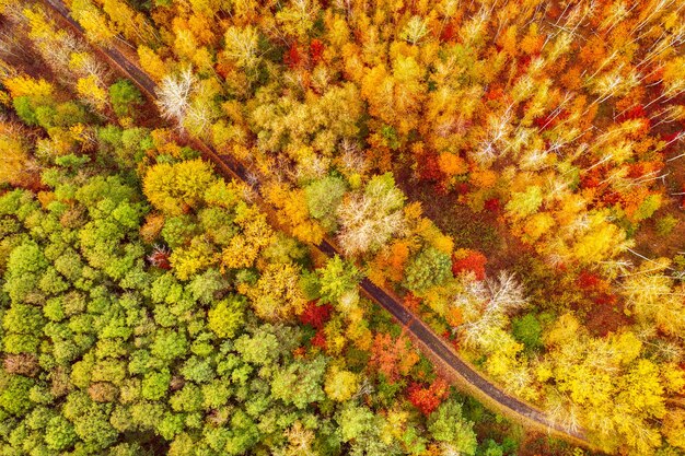 Kleurrijke herfstbosvorm hierboven met een lege weg, vastgelegd met een drone. Natuurlijke seizoensgebonden landschapsachtergrond.