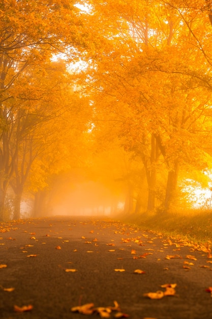 Kleurrijke herfstkleuren aan de bomen in het bos Prachtige herfstnatuur