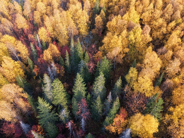 Kleurrijke herfstkleuren in bosvorm hierboven, vastgelegd met een drone.