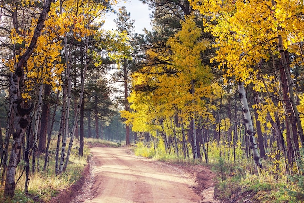 Kleurrijke herfstscène op plattelandsweg in de zonnige ochtend in het gebied van Sierra Nevada